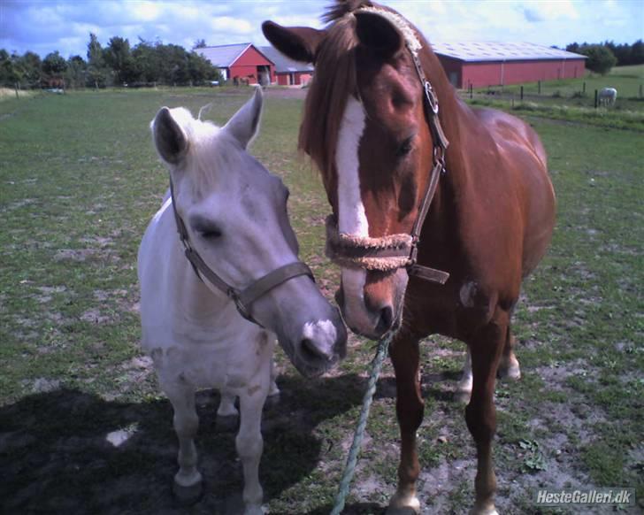 Anden særlig race Prins Piscala*Gamle part* - Prins og sussi bedste venner [fotograf: Nadia] billede 16
