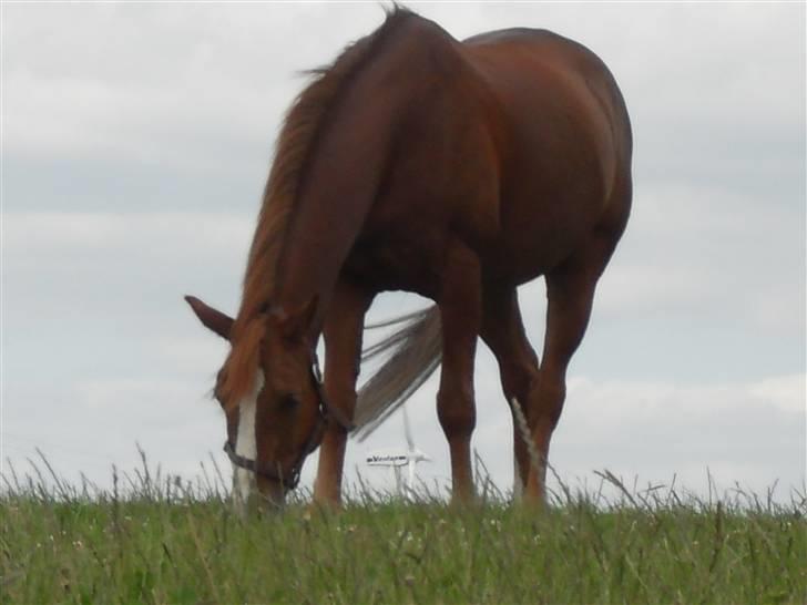 Anden særlig race Prins Piscala*Gamle part* - Nyt! Prins sommergræs 2009 [Fotograf: Mig] billede 17