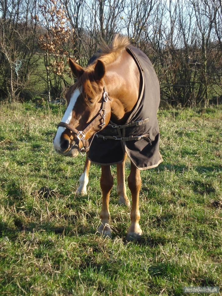 Anden særlig race Prins Piscala*Gamle part* - Prins på mark <33 [Fotograf: Mig] billede 18