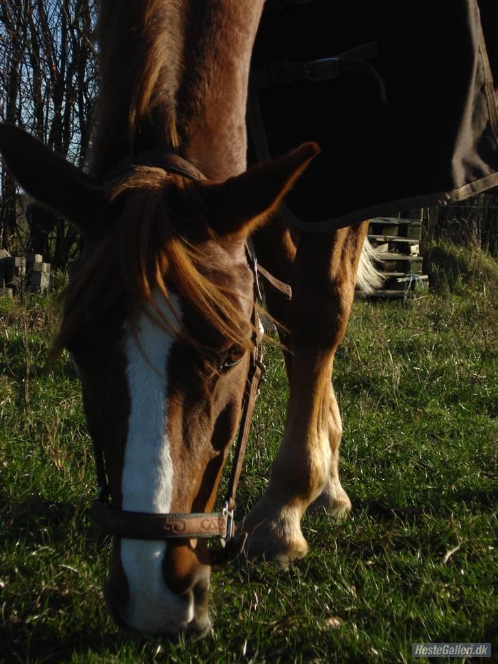 Anden særlig race Prins Piscala*Gamle part* - Prins på mark <33 [fotograf: mig] billede 19