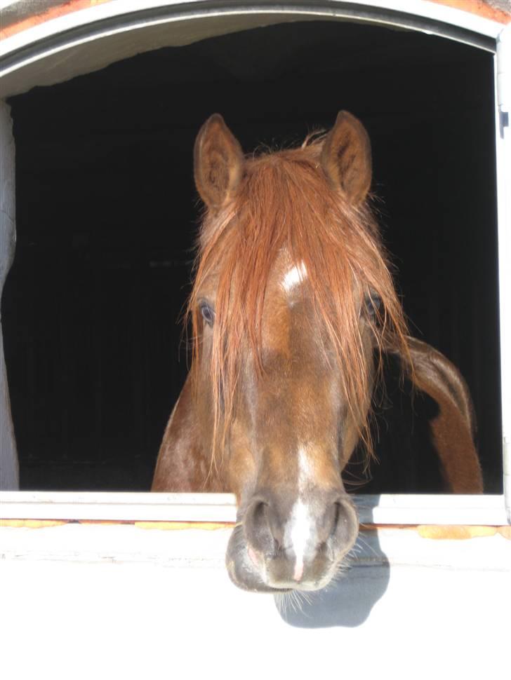 Welsh Pony (sec B) Spartan<3 rider ikke mere - se min smukke prins billede 7