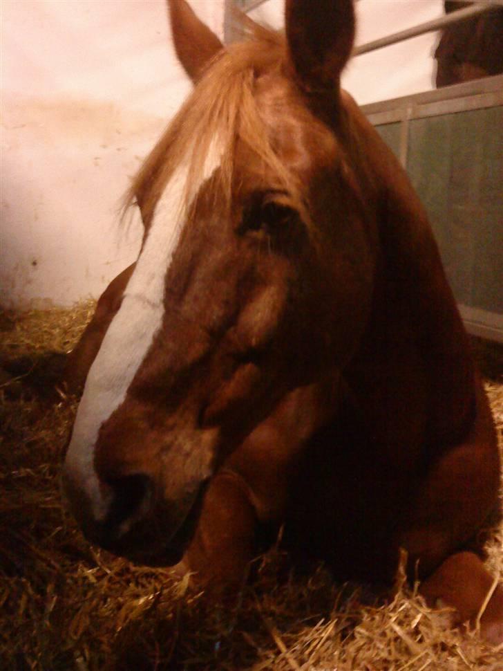 Anden særlig race Prins Piscala*Gamle part* - Prins ligger og sover så sødt <33 [fotograf: mig] Tak fordi i kiggede  billede 20