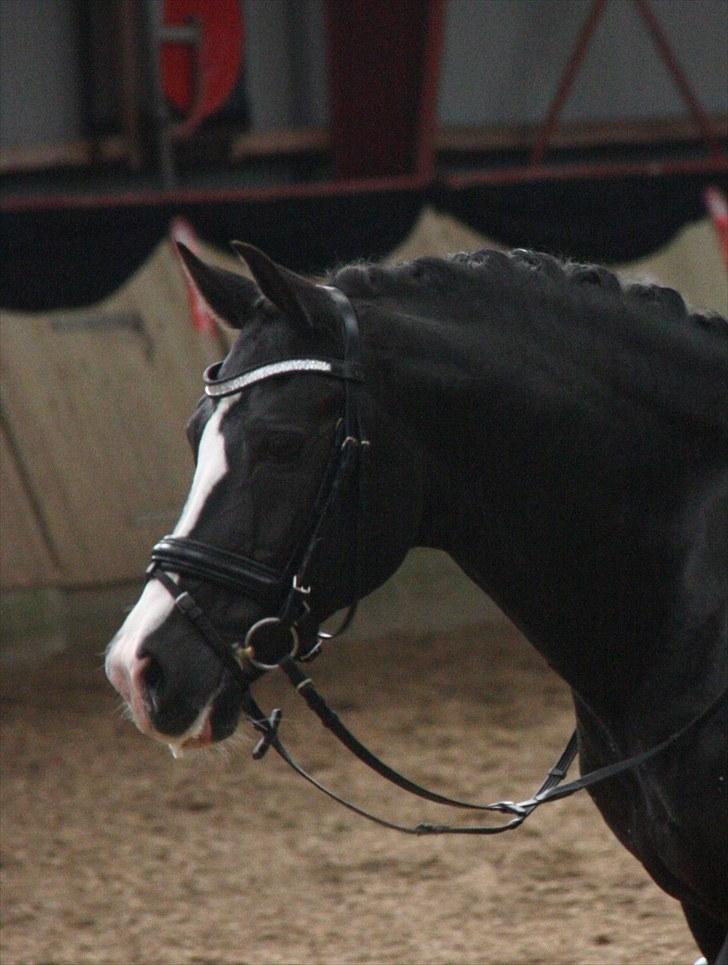 Tysk Sportspony Variete Ecetera - en glad pony efter et godt progarm billede 10