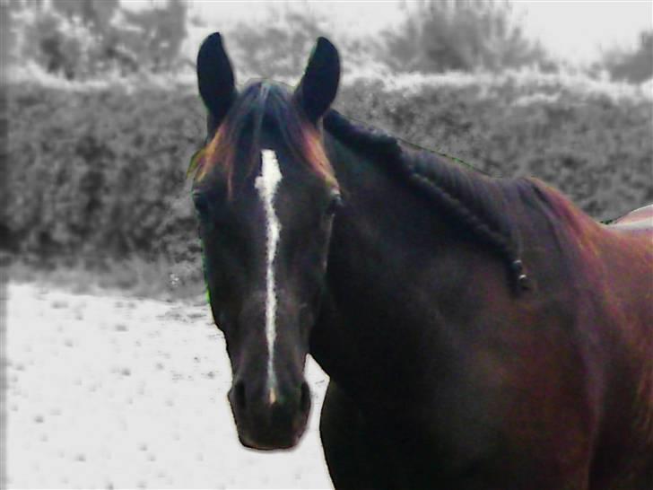 Anden særlig race Noir Rêver - 09.08.09 - Noir Rêver efter en god rulletur på sandridebanen  =D    (Ikke lige det bedste billede...skiftes snart.) billede 10
