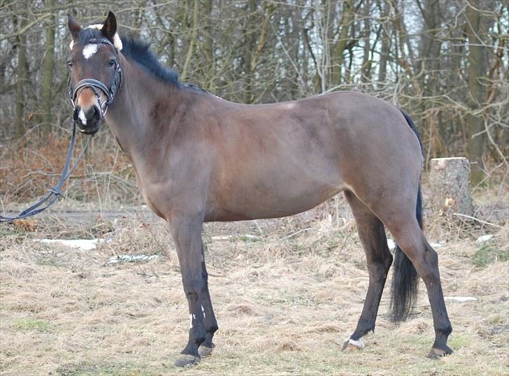 Welsh Cob (sec D) V. B. Idris *SOLGT ! :'(* - Prinsesse Idris <´3 . billede 3