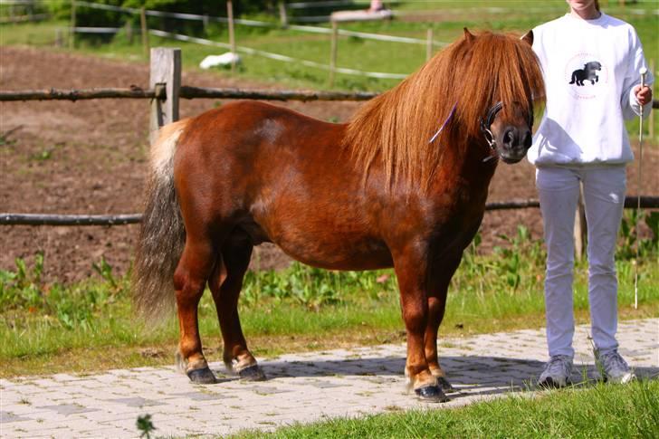 Shetlænder Sedgehill Onyx SH611  - Onyx opstillet billede 14