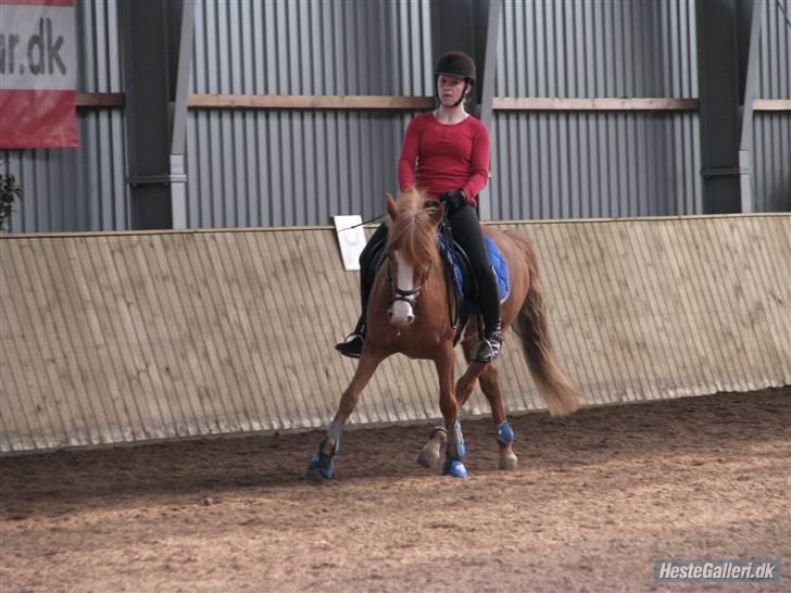 Anden særlig race Chiquita-B-pony *solgt* - Taget af Magda Topolska :) <3 billede 4