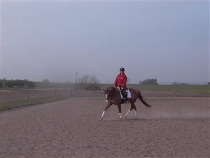 Palomino Malou Seagal - Med gamle ejer :-) billede 14