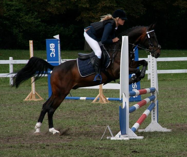 Tysk Sportspony TIGER WOODS (SOLGT!) - J E G  E L S K E R  T I G E R  W O O D S!! Copenhagen horse show. 7plads i finalen. (foto: Jasmin Hjerresen) CBH horse show billede 10