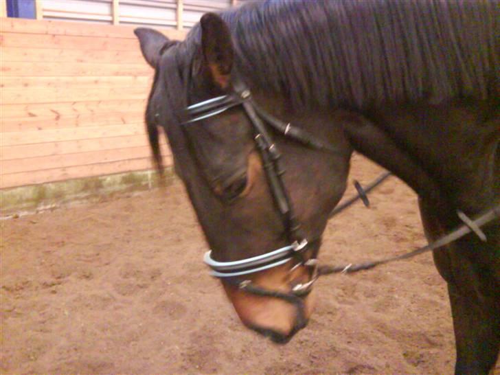 Fuldblod (XX) Erling billede 14