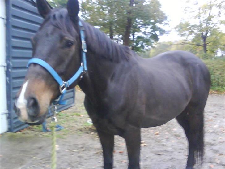 Fuldblod (XX) Erling billede 15