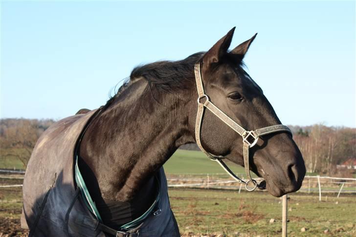 Dansk Varmblod Snow Bird SOLGT billede 15