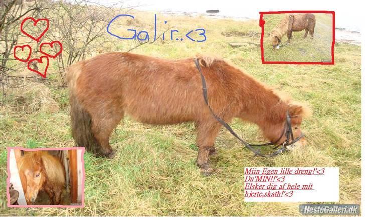 Anden særlig race Galir (R.I.P.) billede 12