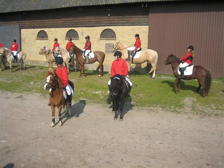 Anden særlig race Valde-solgt..;( - jagt på langeland:o) billede 2