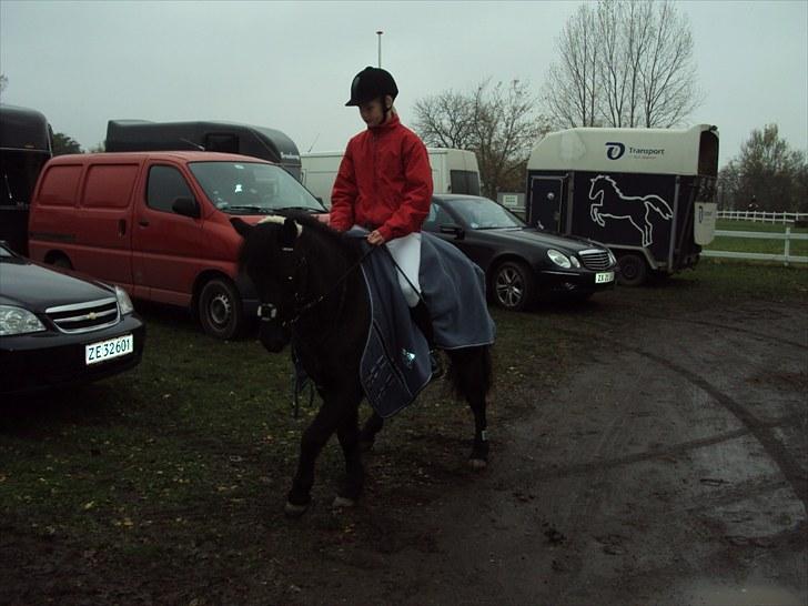 Anden særlig race Valde-solgt..;( - stævne i killerup:i billede 3