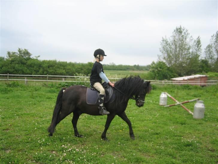 Anden særlig race Valde-solgt..;( billede 4