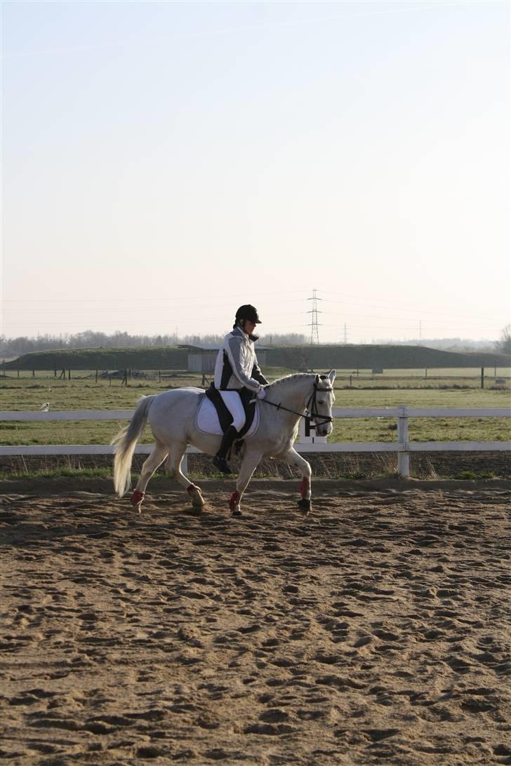 Connemara Don Quixote - don den smukke lille pony :D billede 17