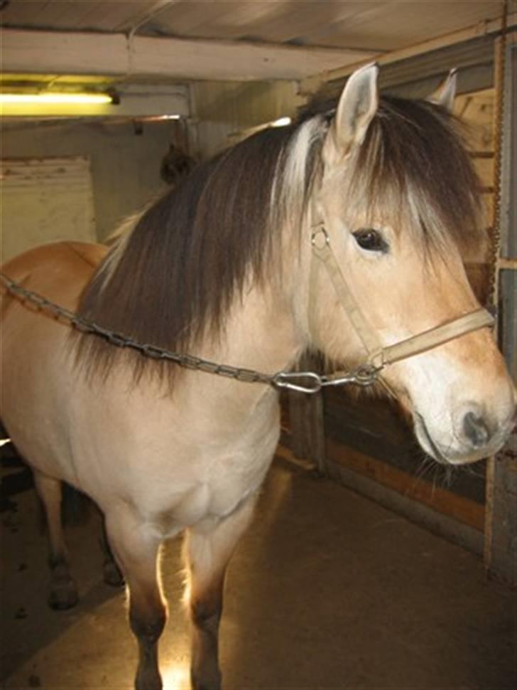 Fjordhest buli - hej jeg er buli og jeg søger en part vil du varer min part  billede 2