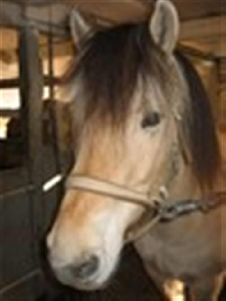 Fjordhest buli - gi mig så den gulerud billede 3