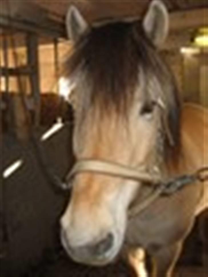 Fjordhest buli billede 4