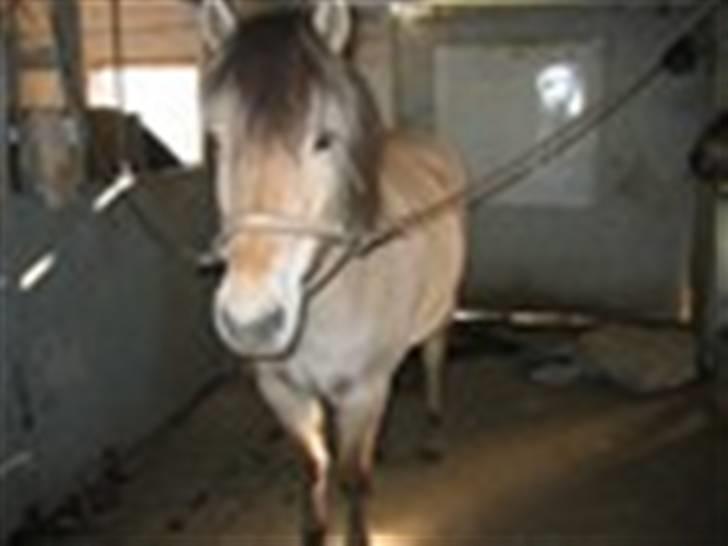 Fjordhest buli billede 5