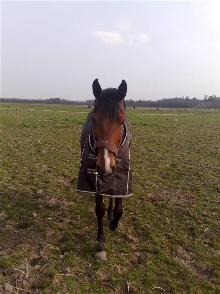 Dansk Varmblod Calibro*SOLGT* - 4års fødselsdag, ser han ikke fin ud han fik et nyt overgangsdækken samt ny sadel. billede 9