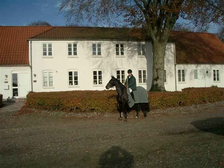 Dansk Varmblod Strauss *R.I.P* billede 8