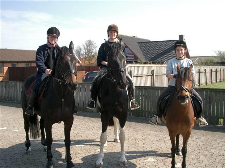 Dansk Varmblod Strauss *R.I.P* - På tur - hjem og besøge mor og far :) billede 9