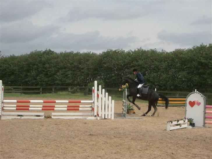 Dansk Varmblod Strauss *R.I.P* - Springhesten :) billede 10