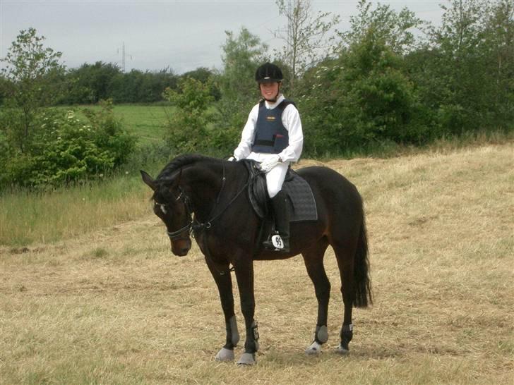 Dansk Varmblod Strauss *R.I.P* - På opvarmningsbanen til stævne . . billede 11