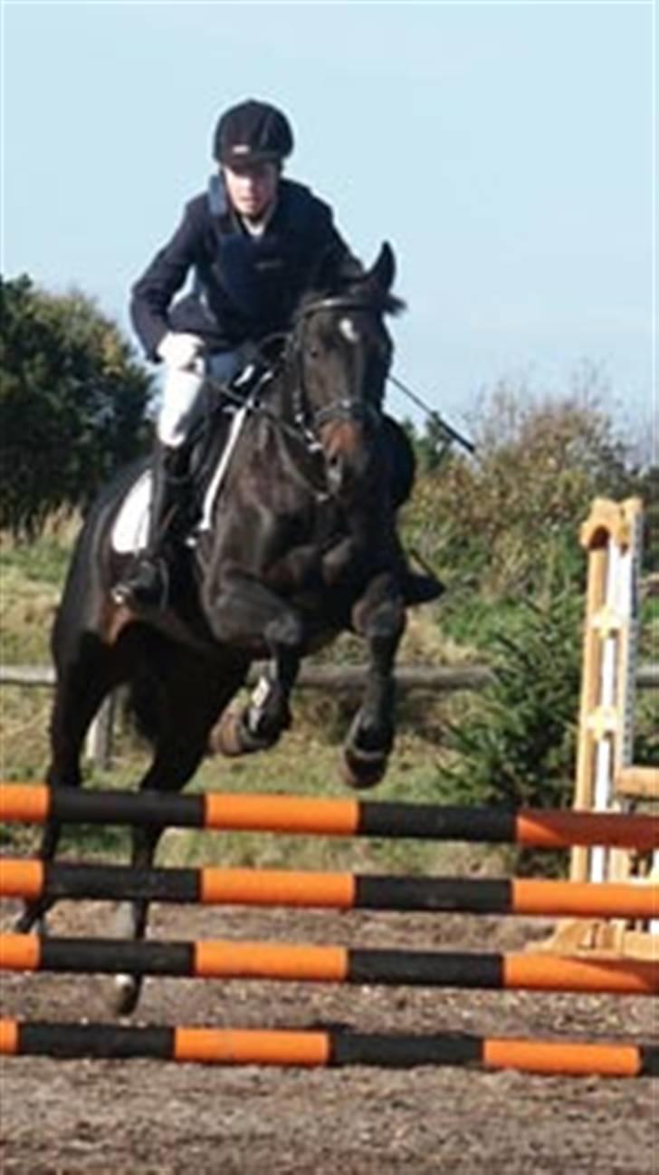 Dansk Varmblod Strauss *R.I.P* - Hopla ! billede 12