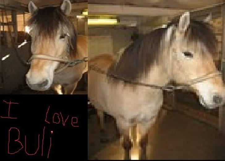 Fjordhest buli - er vi ikke smukke billede 6