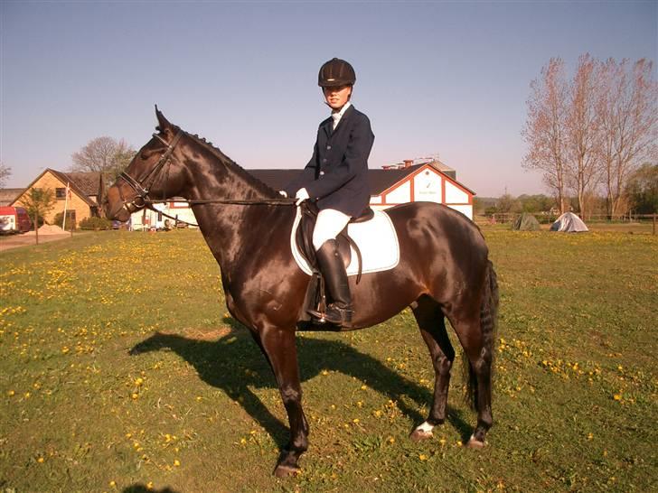 Dansk Varmblod Strauss *R.I.P* billede 14