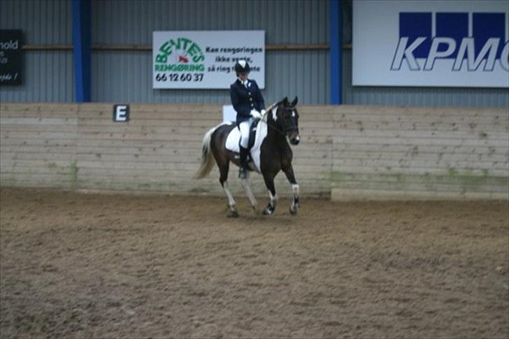 Pinto Araber Lucky<33 - Han gå ikke så godt lide der<33 billede 12