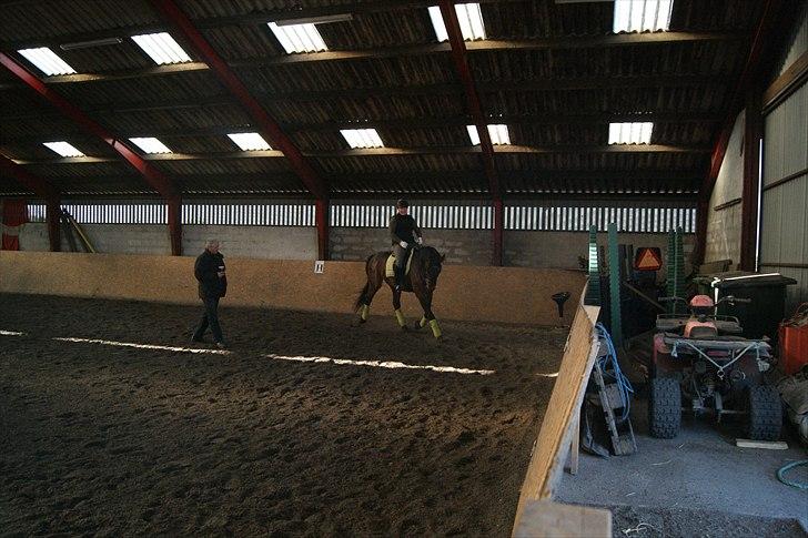 Dansk Varmblod Cæsar billede 1