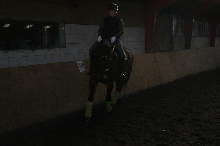 Dansk Varmblod Cæsar billede 2