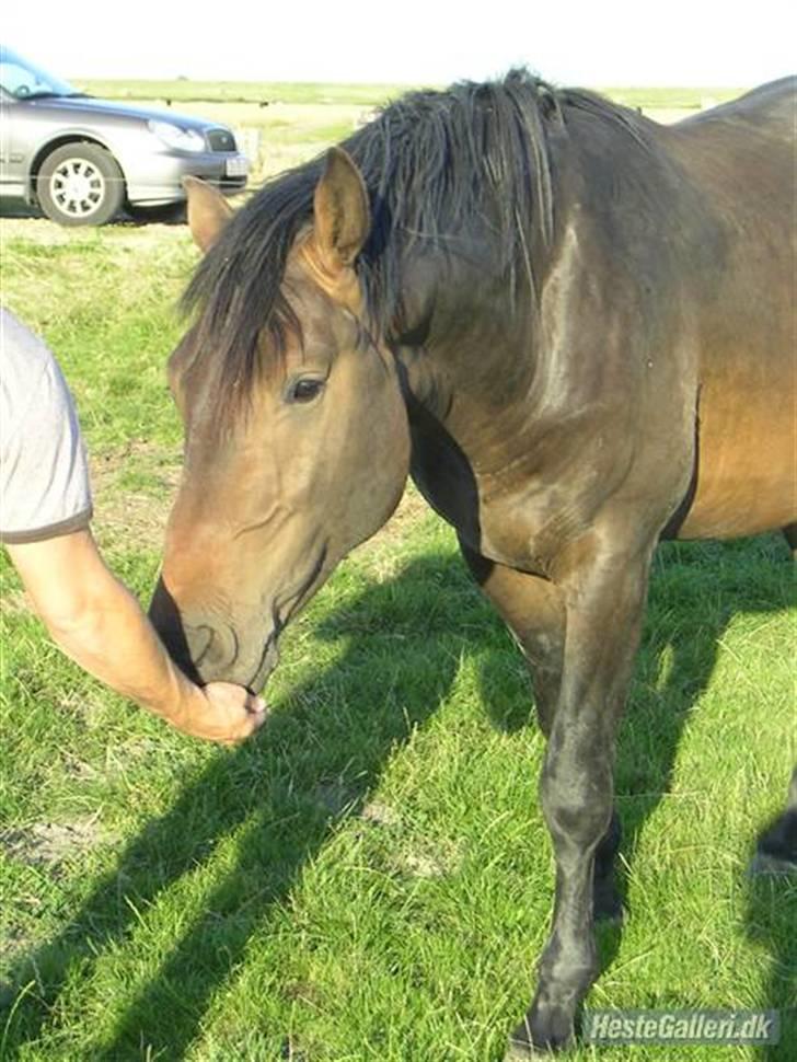 Dansk Varmblod Cæsar billede 3