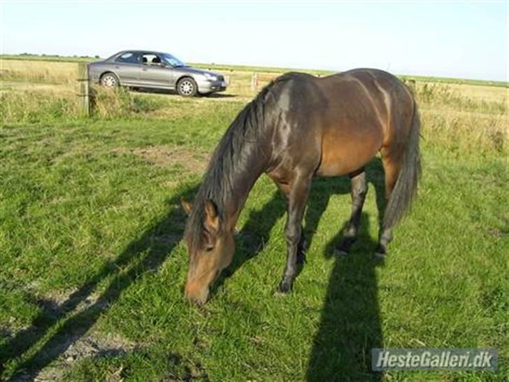 Dansk Varmblod Cæsar billede 4