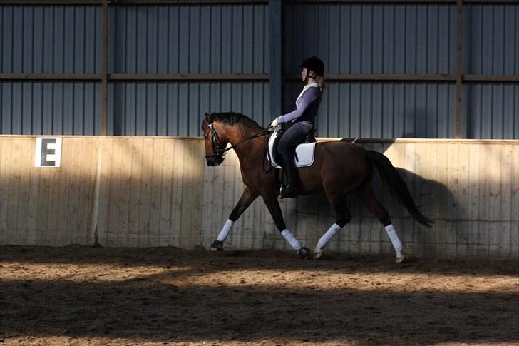 Hollandsk Sportspony Olaf *B-pony*  SOLGT - marts 2010 billede 3