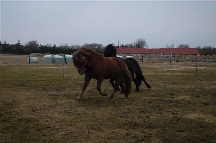 Islænder -Edgar f. Hjallanesi 1(død)  - - Eddi, i en flot trav over marken. /Mig billede 12