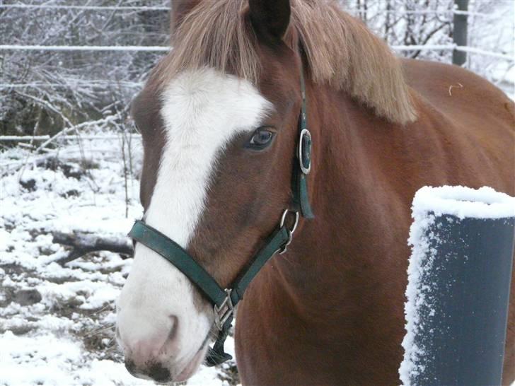 New Forest Kroghøj's Martell  billede 12