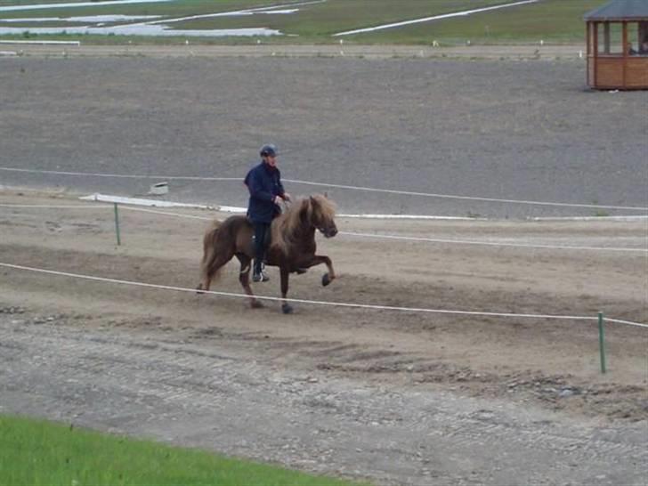 Islænder -Edgar f. Hjallanesi 1(død)  - - Eddi, til kåring. /Ester billede 13