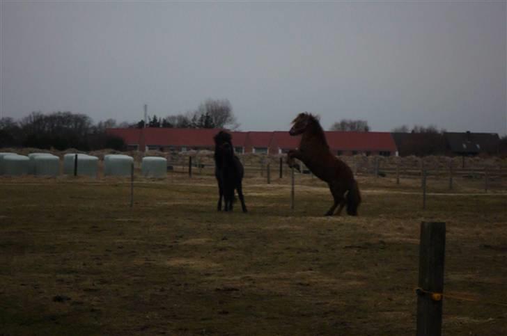 Islænder -Edgar f. Hjallanesi 1(død)  - - Eddi, i fuld ´´stejl´´ :). /Mig billede 14