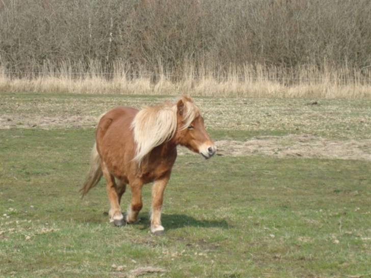 Shetlænder Ronja SOLGT billede 6