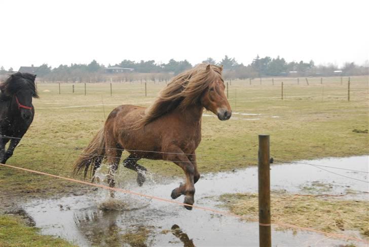 Islænder -Edgar f. Hjallanesi 1(død)  - - Eddi og karftur. /Anita billede 17