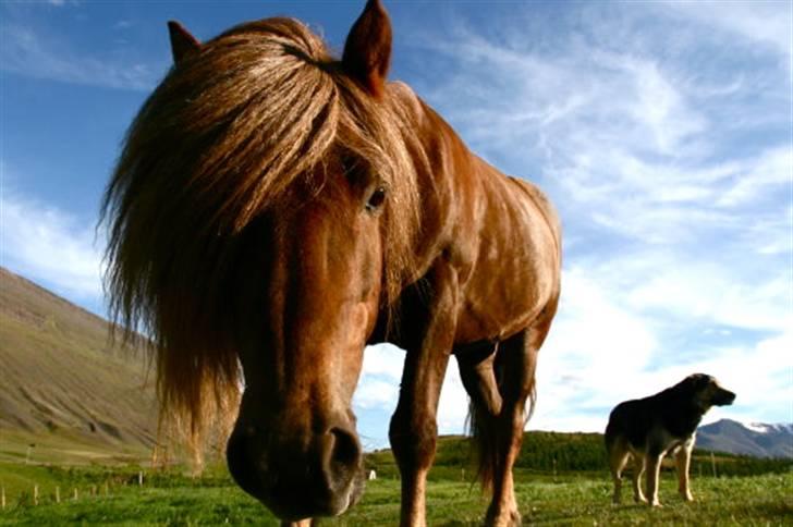 Islænder -Edgar f. Hjallanesi 1(død)  - - Eddi, er nysgerrig. /Maria billede 18
