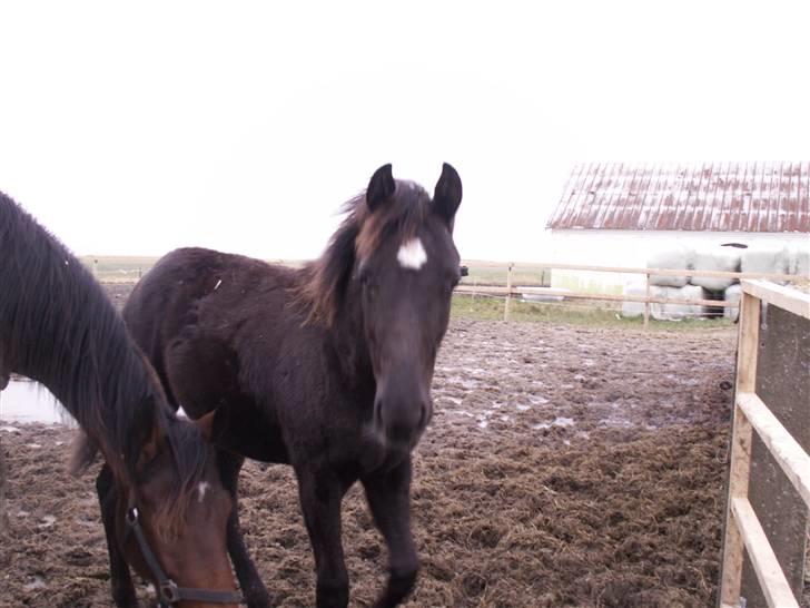 Norsk Varmblod  D'amour billede 1