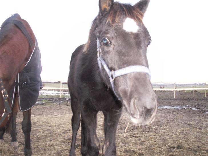 Norsk Varmblod  D'amour billede 7