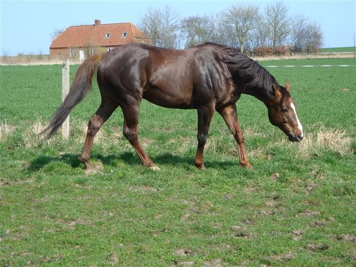 Fuldblod (XX) Le Etalon SOLGT RIP :'( billede 2