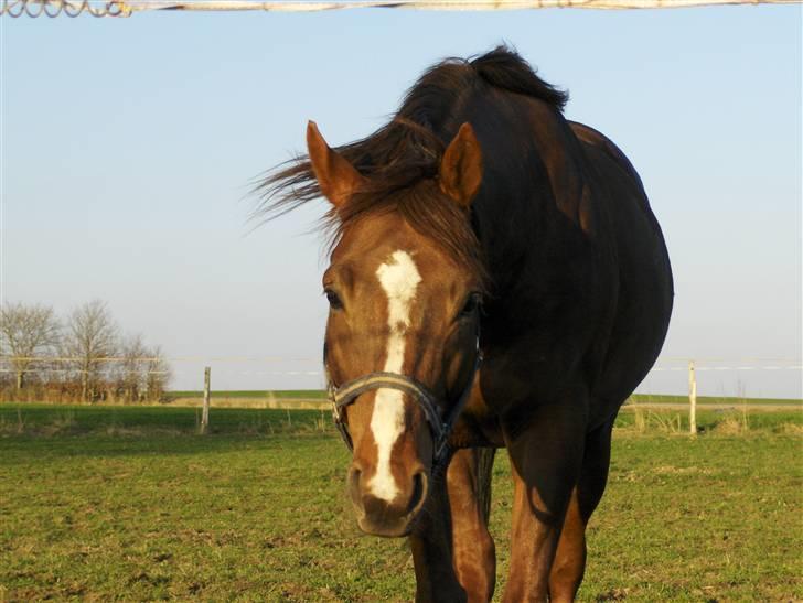 Fuldblod (XX) Le Etalon SOLGT RIP :'( billede 3